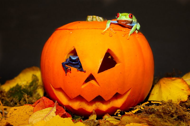 Things To Do This Halloween