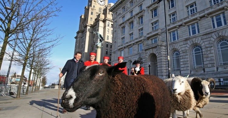 Cunard Celebrates City Honour With A Flock Of Sheep!