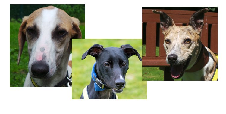 Dogs seeking homes