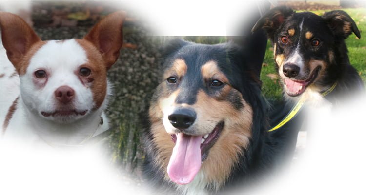 Dogs looking for homes