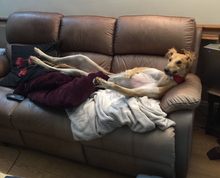 Tazi at home