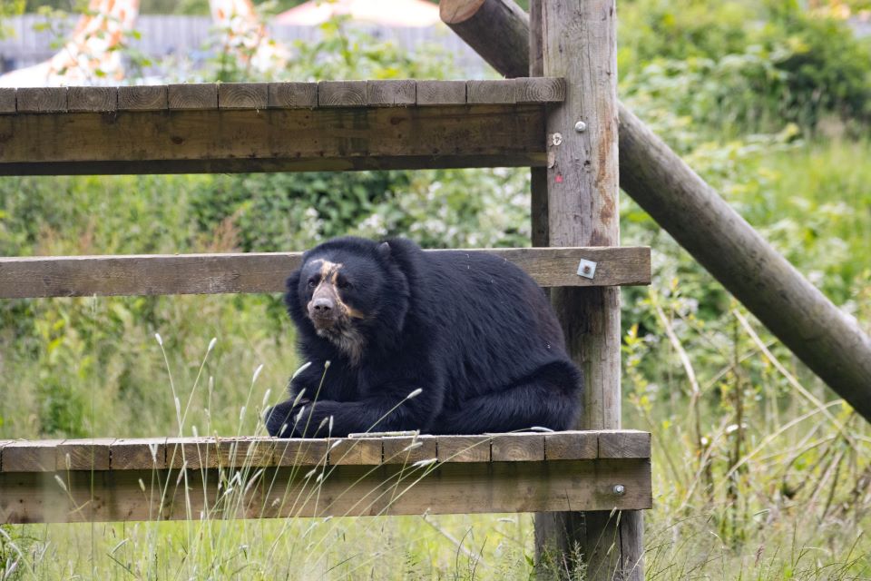 Knowsley Safari reveals Paddington-inspired expereince