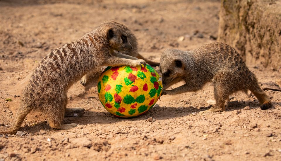 Knowsley Safari announces Easter Eggventure and discount tickets